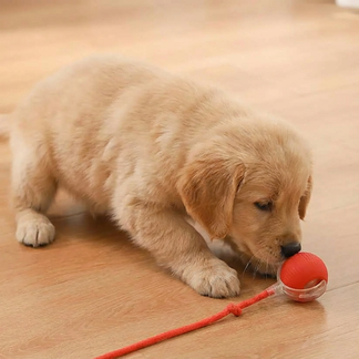 JagdBall™ – Interaktiver Automatischer Spielball für Hunde & Katzen